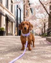 Flow Rope Leash and Collar Kit - Lilac - FURRY MUSE FLOW-CKIT-S-LI