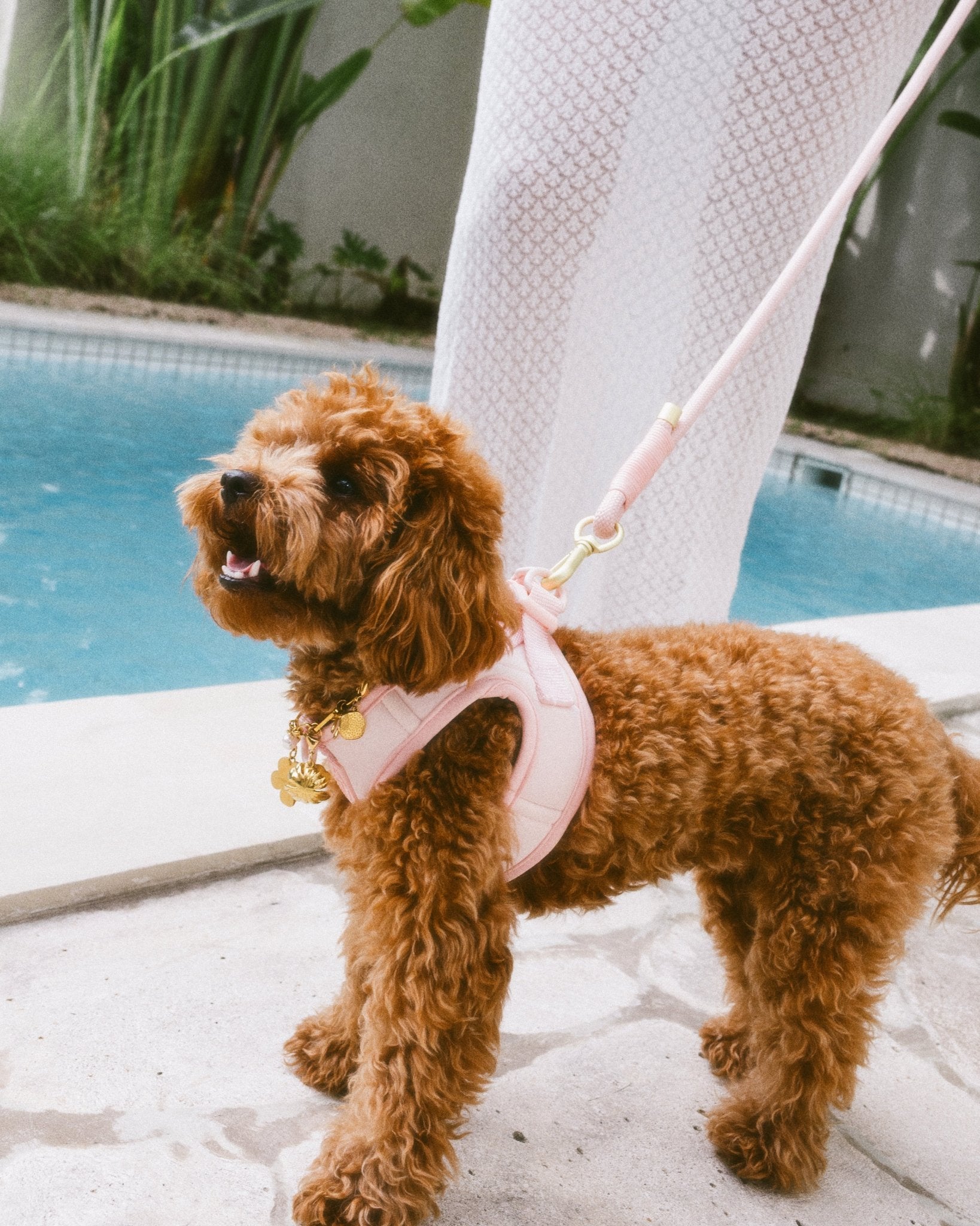Step & Go Harness