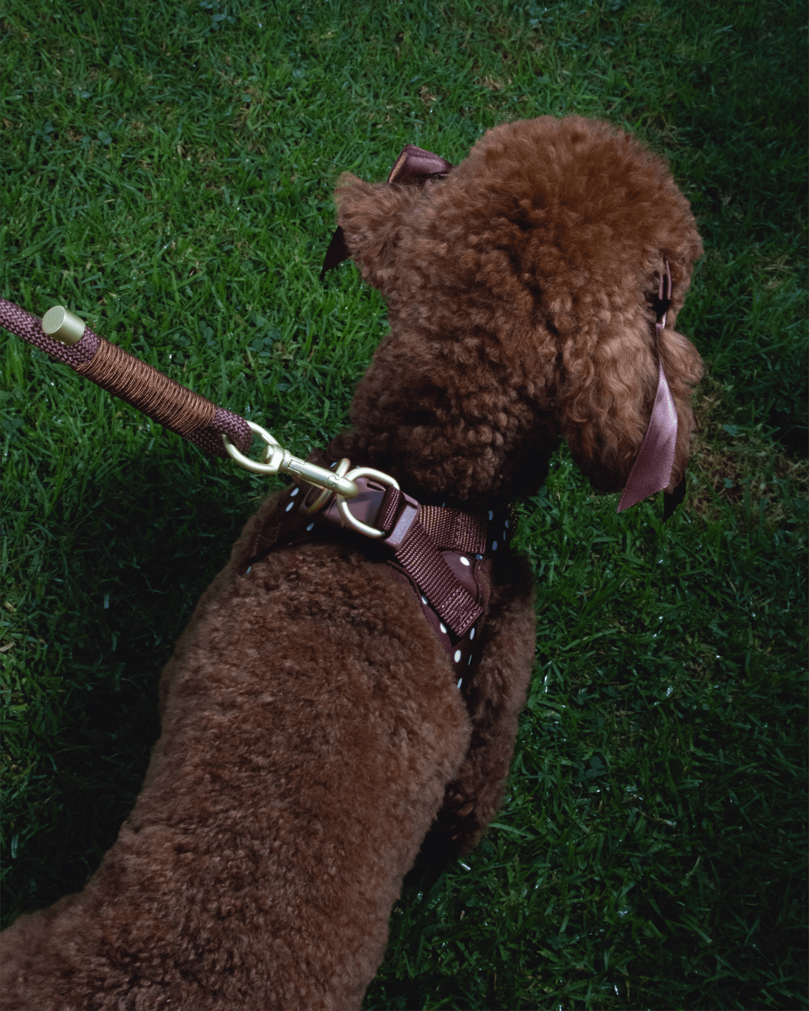 Flow Rope Leash - Cocoa - FURRY MUSE WAN-LEA2-10MM-BR
