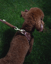 Flow Rope Leash - Cocoa - FURRY MUSE WAN-LEA2-10MM-BR