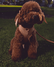 Flow Rope Leash - Cocoa - FURRY MUSE WAN-LEA2-10MM-BR