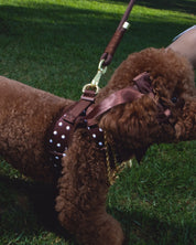 Arnés FURRY MUSE Step & Go color cacao con lunares blancos, fabricado en lycra resistente al agua y malla transpirable