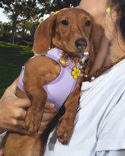 Perro salchicha con arnés FURRY MUSE Step & Go color lila, diseño transpirable de lycra y malla para perros pequeños