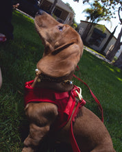 Cachorro salchicha con arnés Step & Go de FURRY MUSE en color rojo cereza, hecho de lycra y malla transpirable.