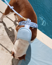 Mochila pequeña FURRY MUSE color azul cielo para perro, sujeta a un arnés Align junto a una piscina.