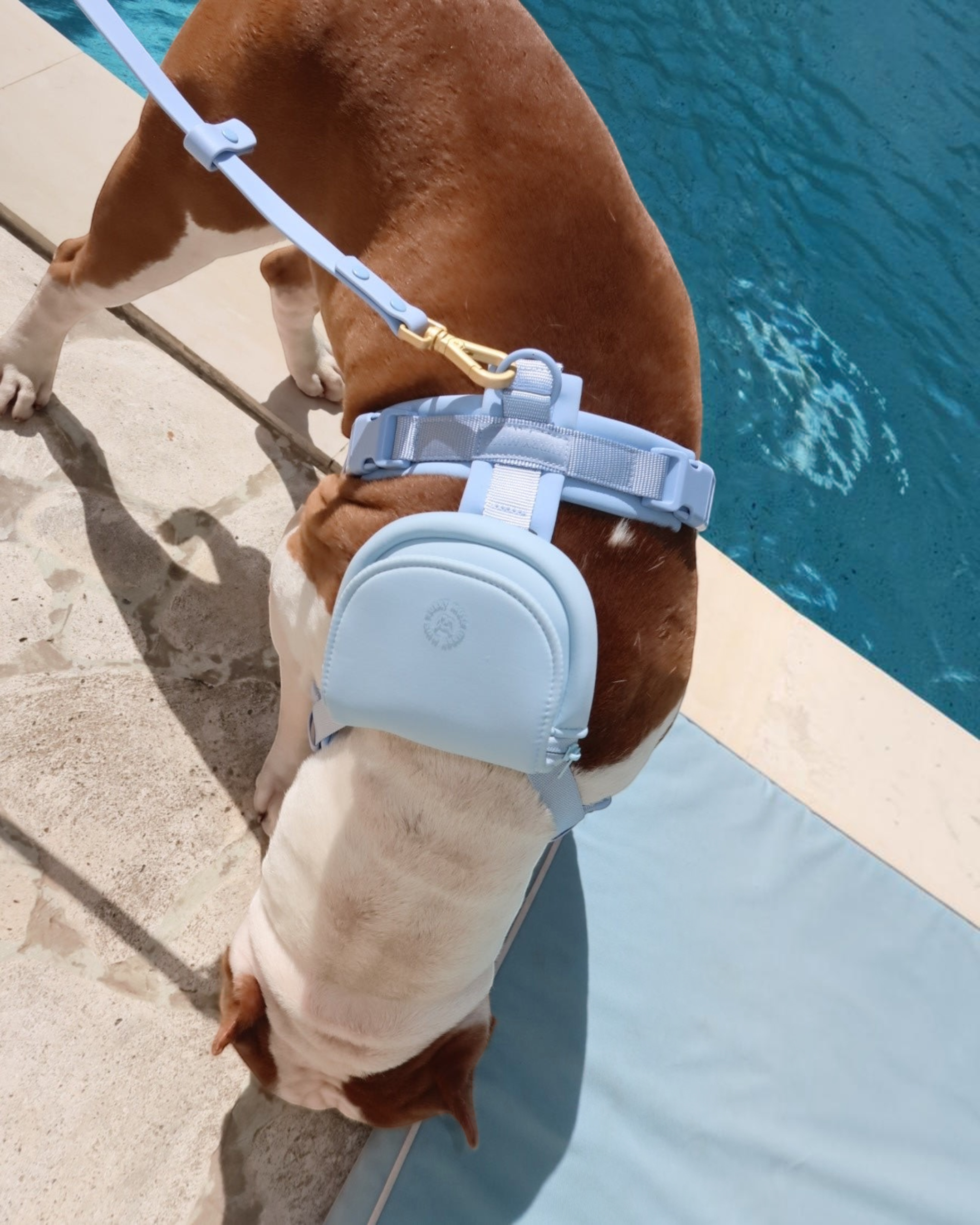 Mochila pequeña FURRY MUSE color azul cielo para perro, sujeta a un arnés Align junto a una piscina.