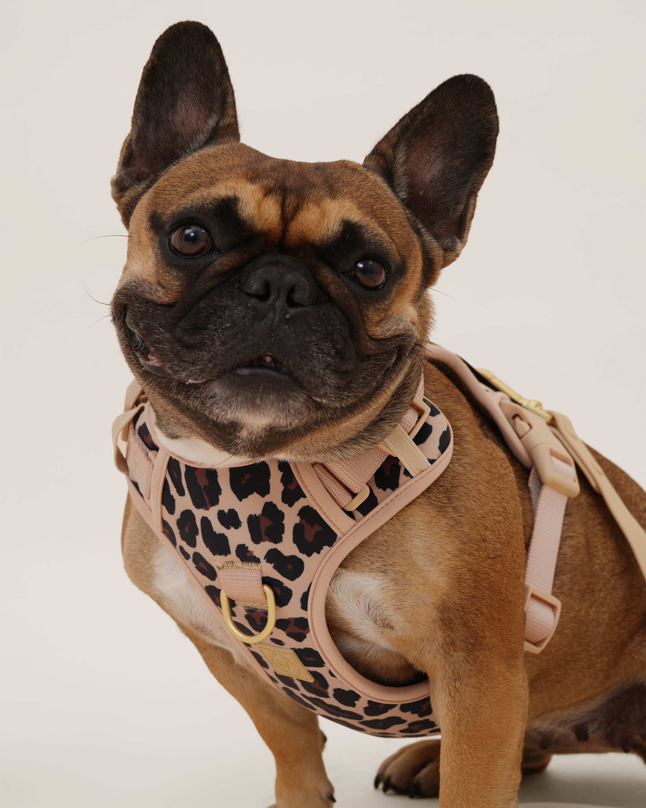 Wander! Bow Harness Leopard – FURRY MUSE