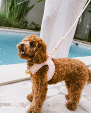Step and Go Harness - Blossom