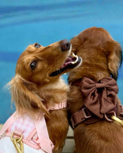 Wander! Bow Harness 2.0 - Blossom Gingham