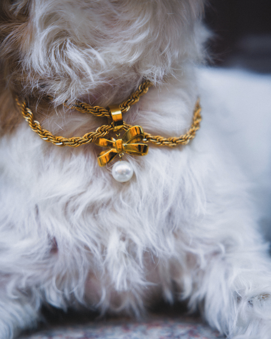 Dog wearing a gold chain collar with a bow and pearl charm
