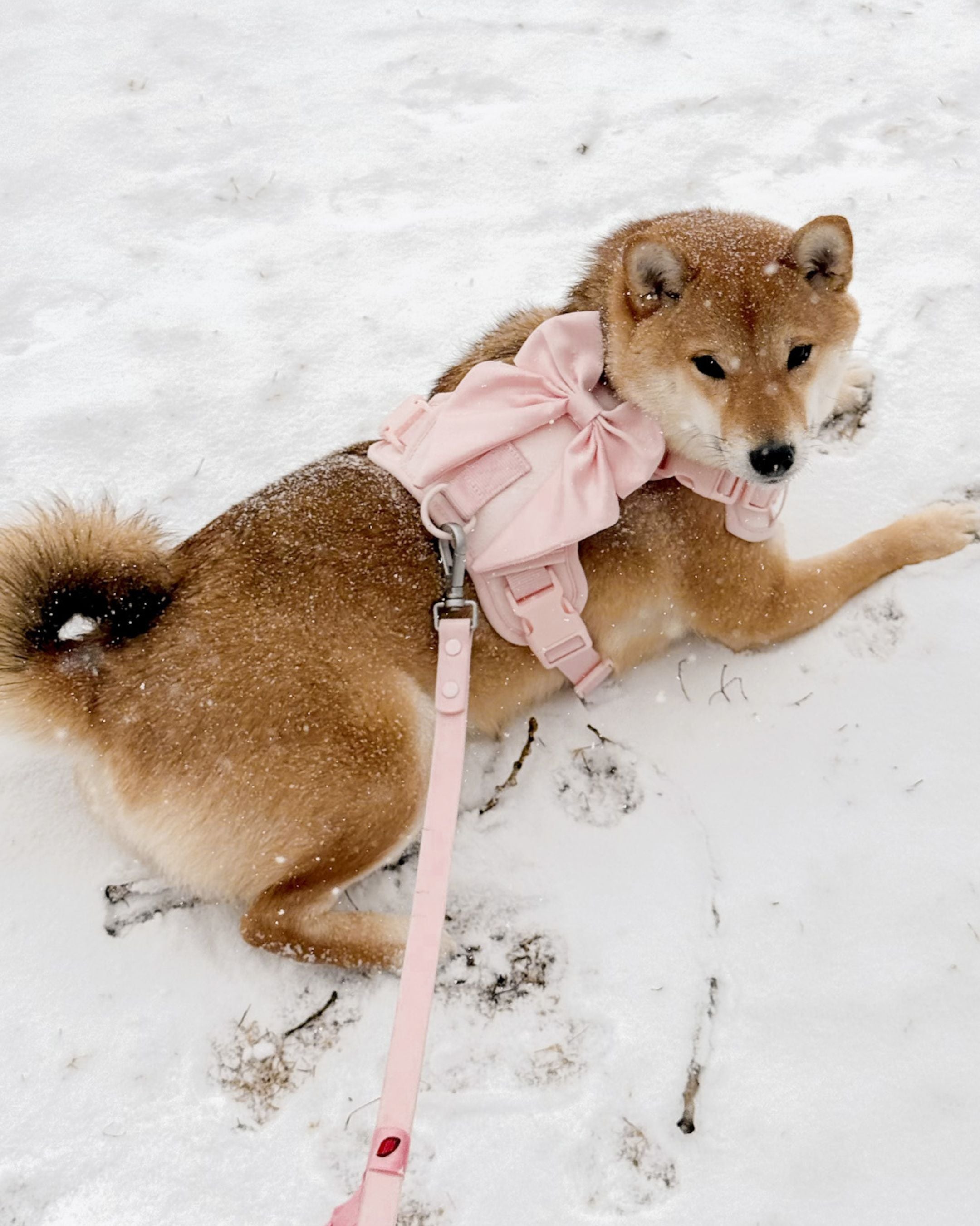 Wander! Bow Harness 2.0 - Blossom