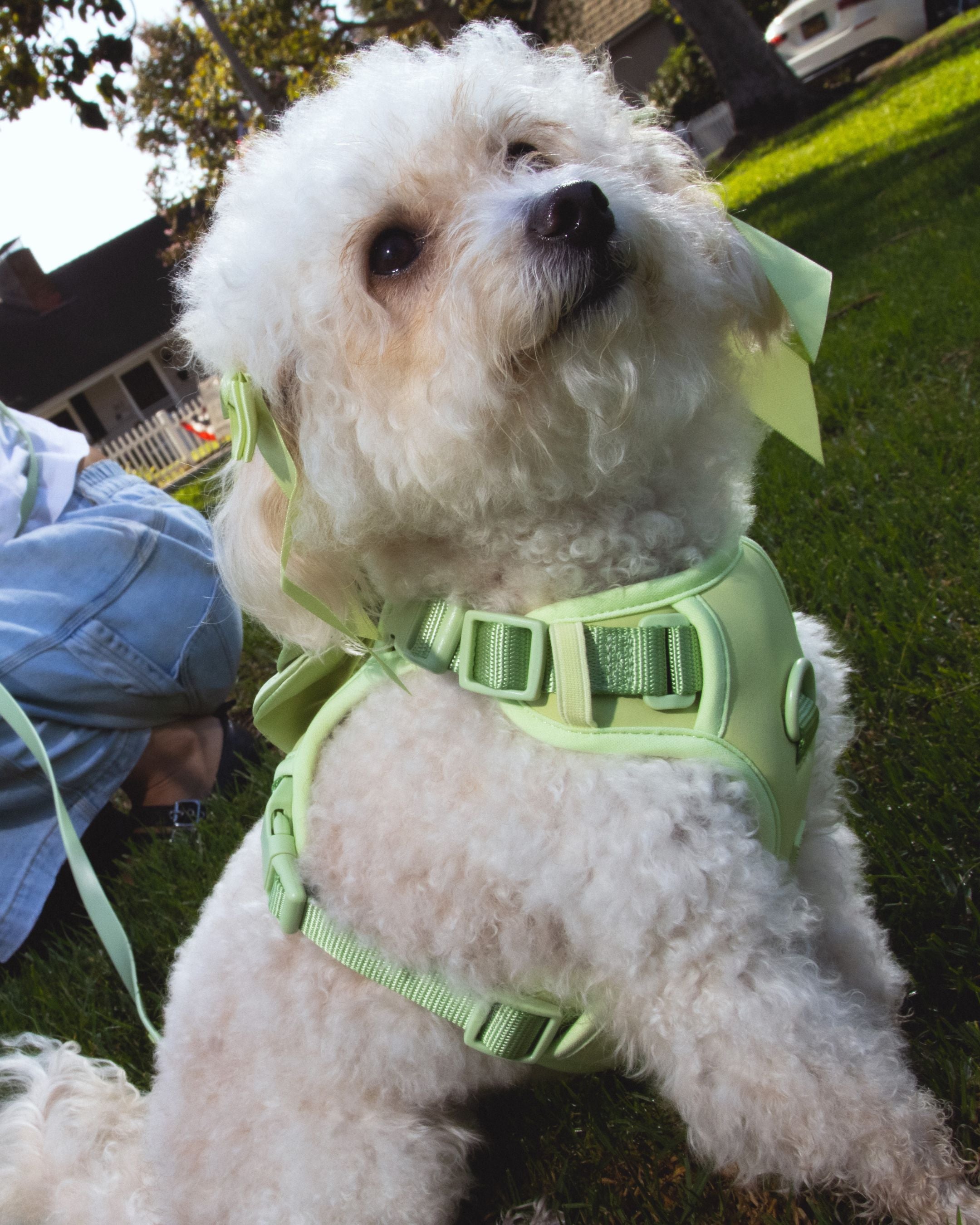 Wander! Bow Harness 2.0 - Matcha