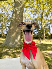 Wander! Collar Bow Cherry