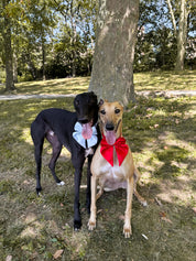 Wander! Collar Bow Sky