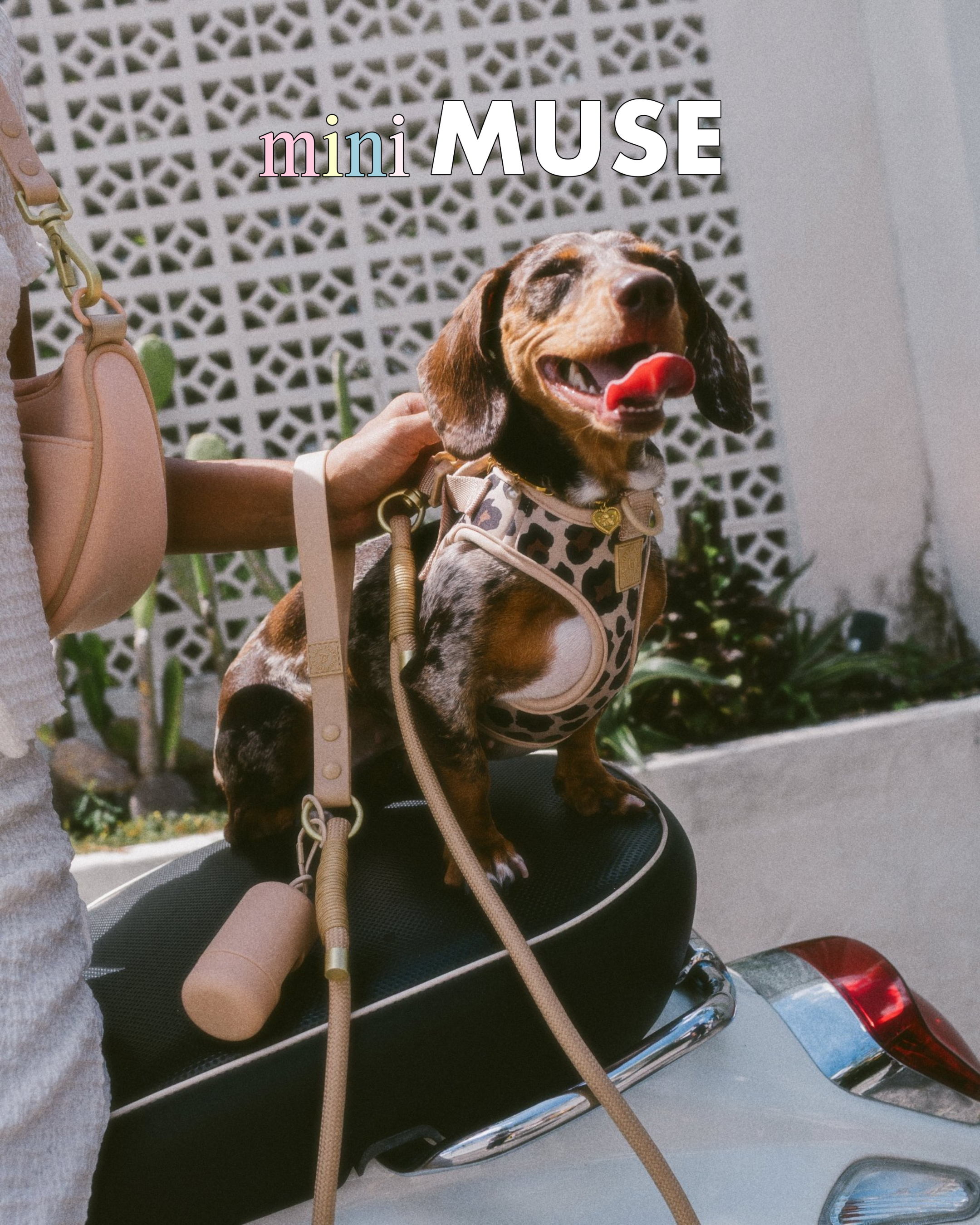 mini-muse-coll.png
