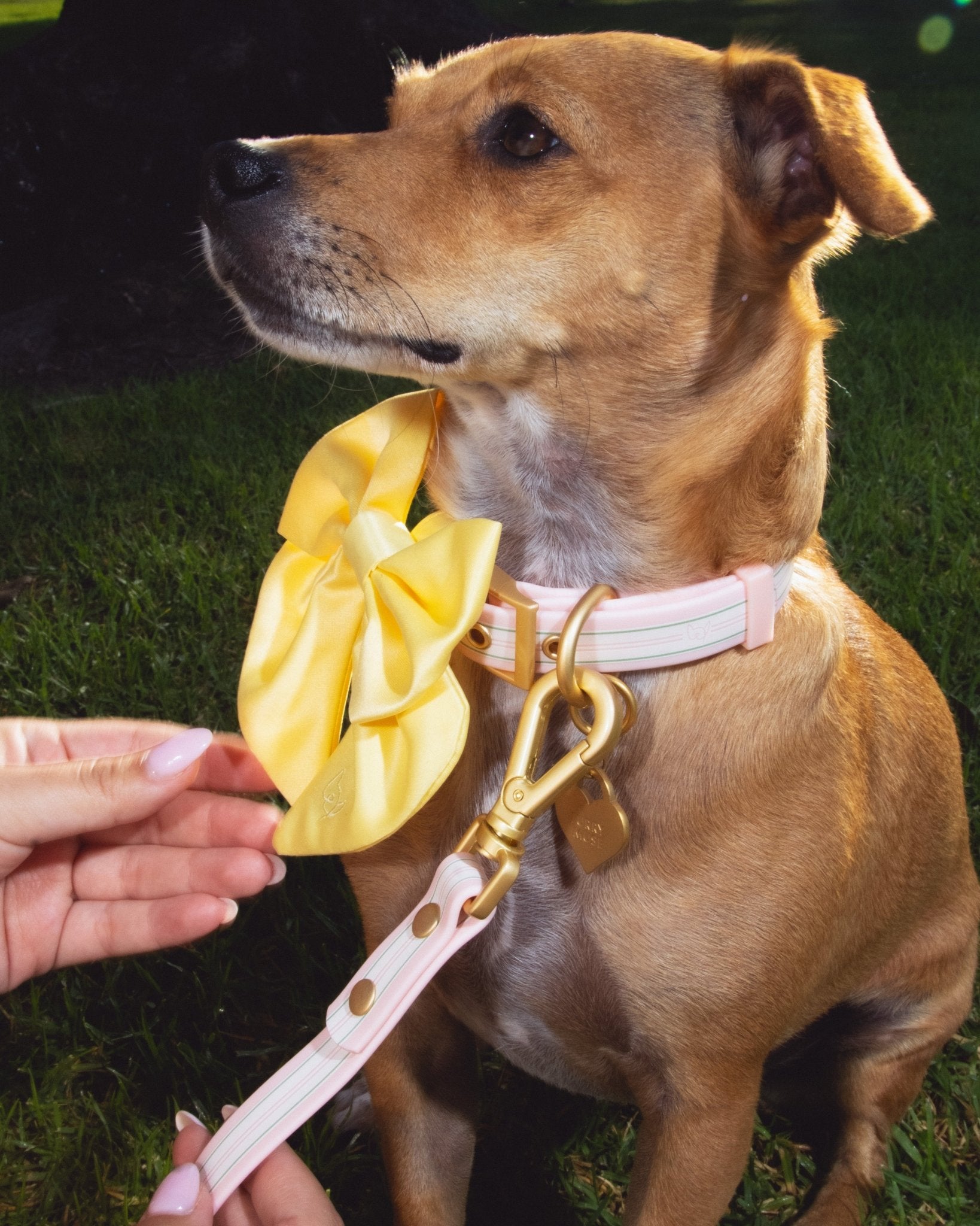 Satin Collar Bow 2.0 - Buttercream - FURRY MUSE WAN-VCB-S-YL
