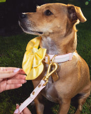 Satin Collar Bow 2.0 - Buttercream - FURRY MUSE WAN-VCB-S-YL