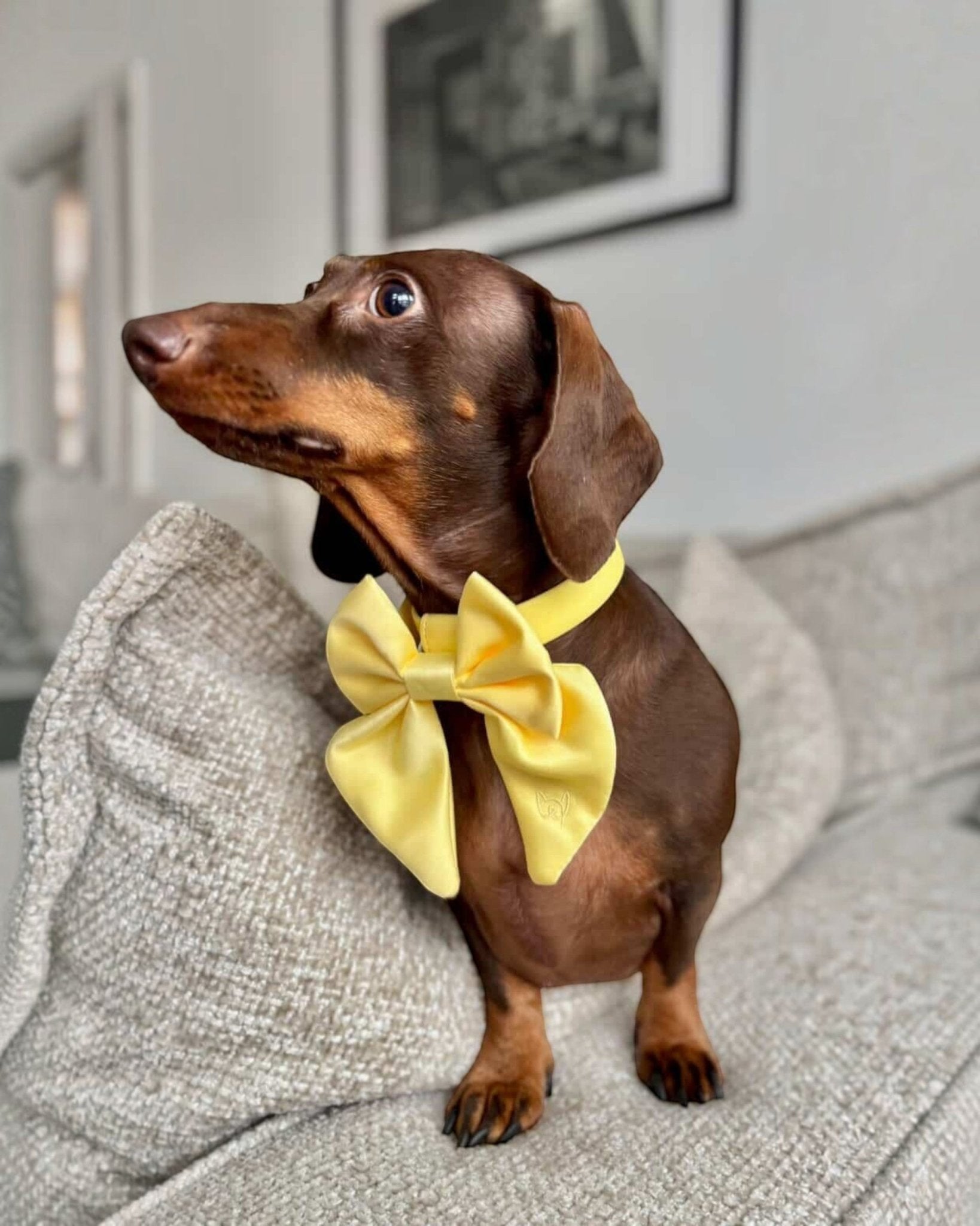 Satin Collar Bow 2.0 - Buttercream - FURRY MUSE WAN-VCB-S-YL