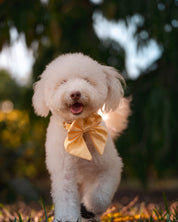 Satin Collar Bow 2.0 - Buttercream - FURRY MUSE WAN-VCB-S-YL
