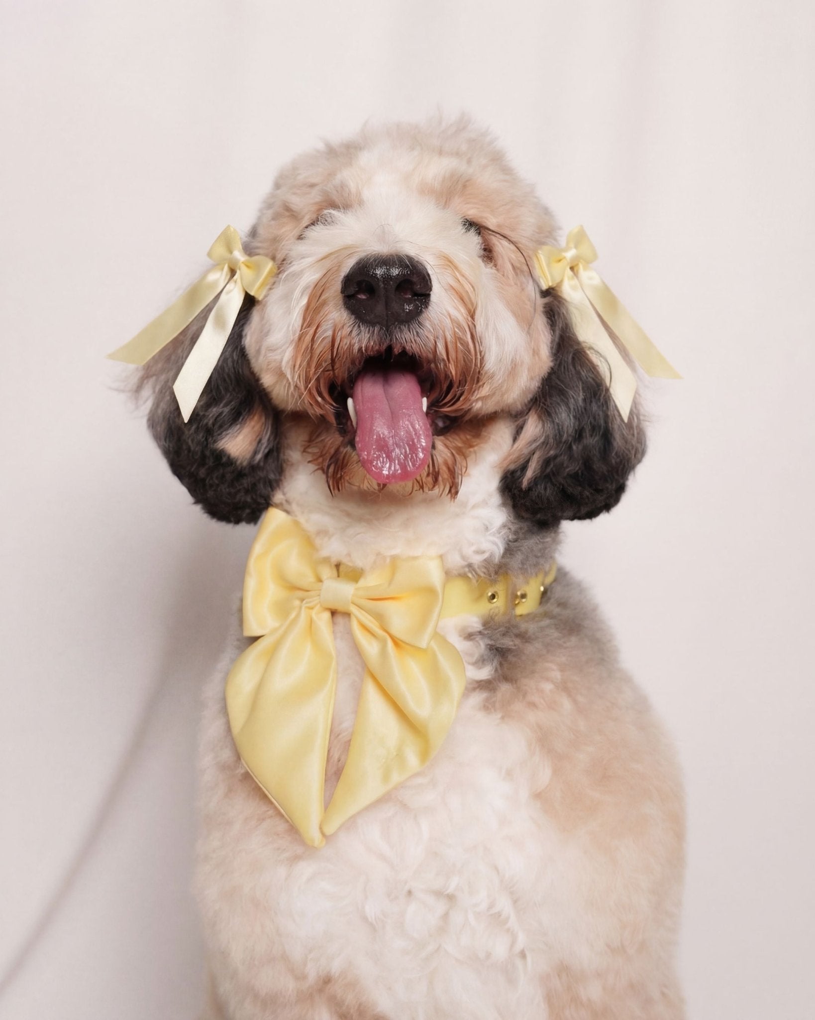 Satin Collar Bow 2.0 - Buttercream - FURRY MUSE WAN-VCB-S-YL