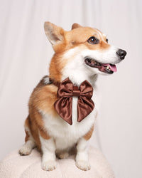 Satin Collar Bow - Cocoa - Cocoa / Small