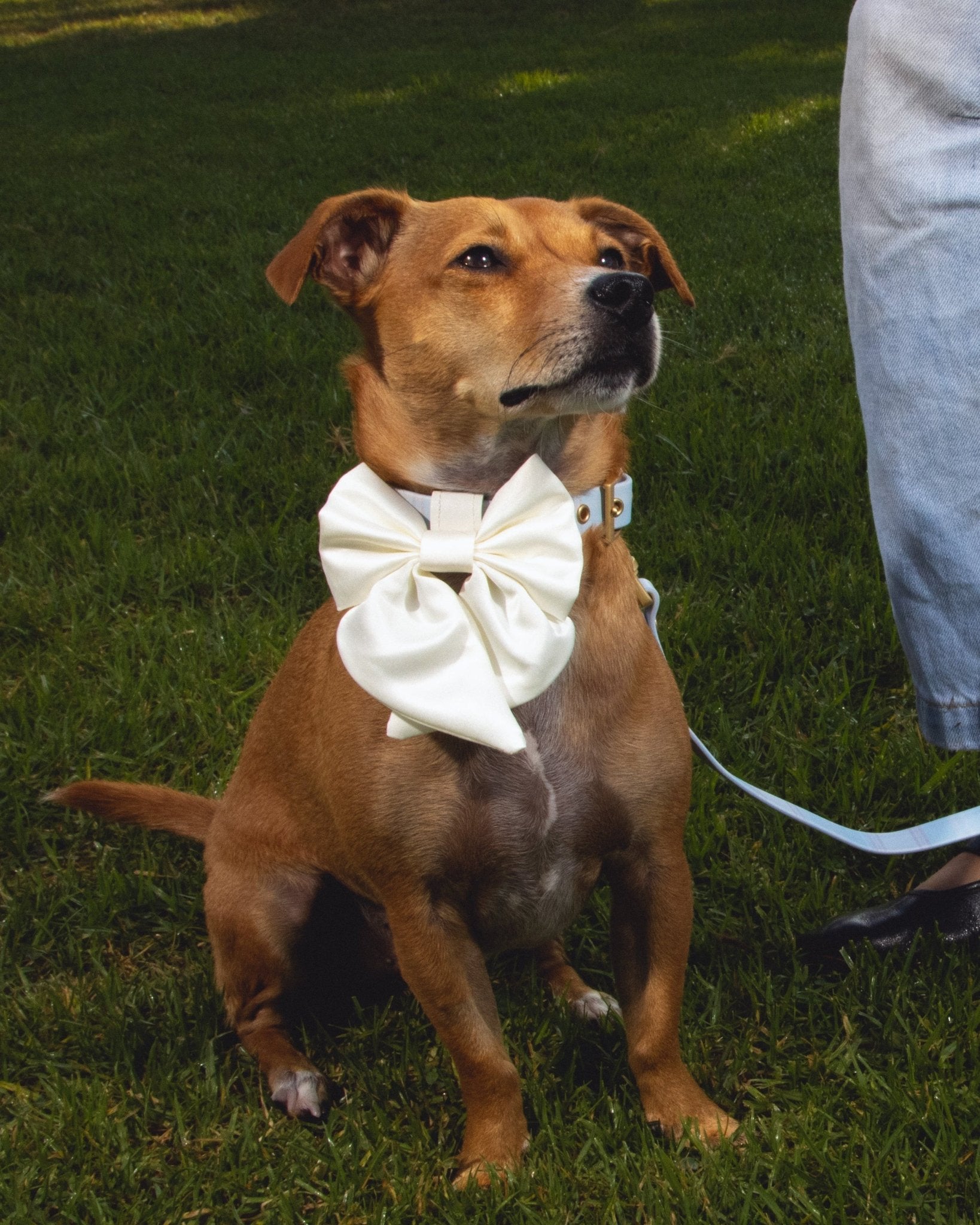 Satin Collar Bow 2.0 - Pearl - FURRY MUSE WAN-VCB-S-WH