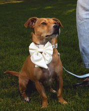 Satin Collar Bow 2.0 - Pearl - FURRY MUSE WAN-VCB-S-WH