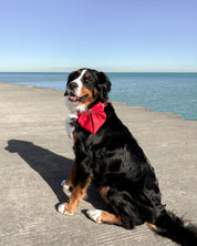 Satin Collar Bow - Cherry - FURRY MUSE WAN-BOW-S-RD