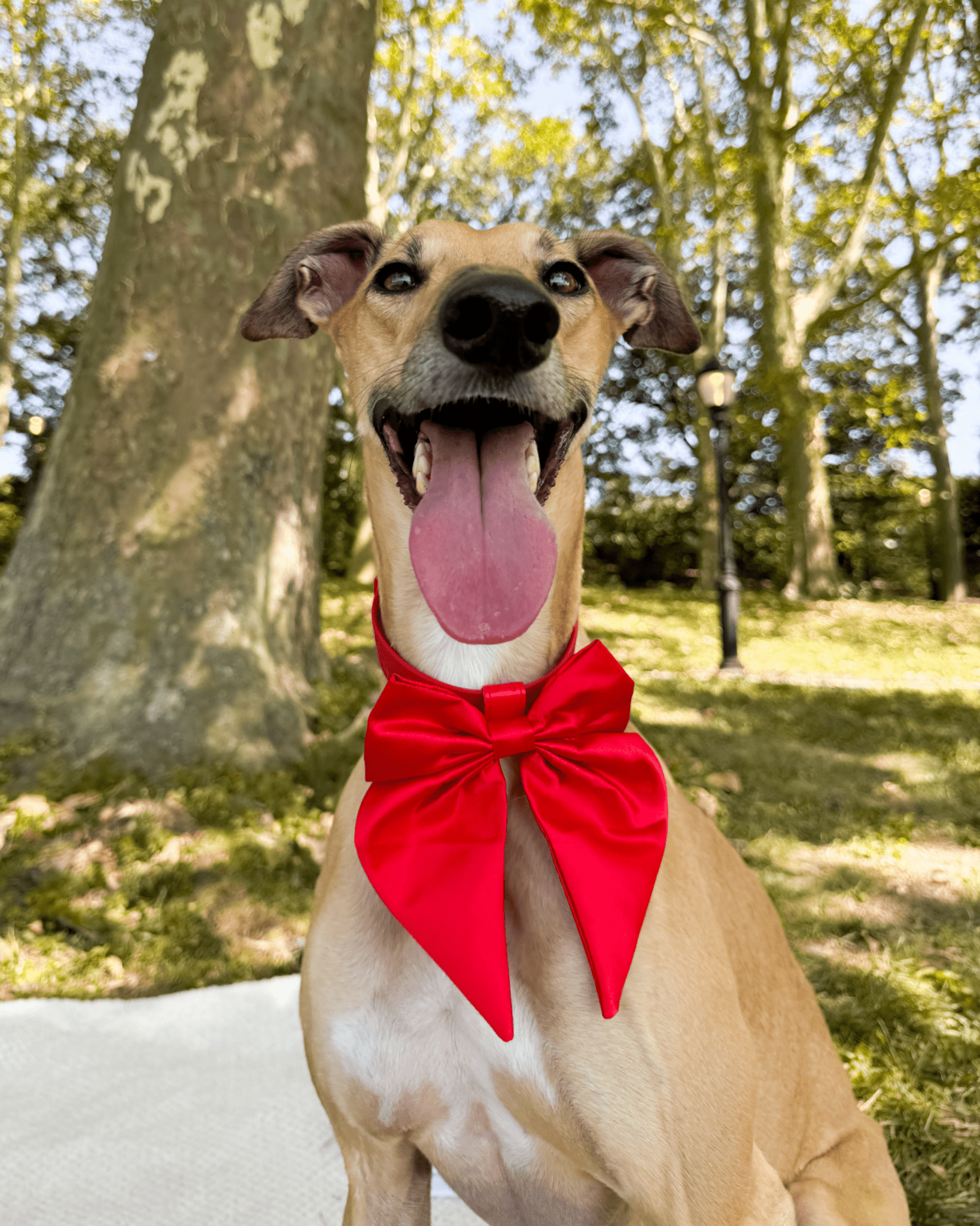 Satin Collar Bow - Cherry - FURRY MUSE WAN-BOW-S-RD