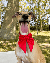 Satin Collar Bow - Cherry - FURRY MUSE WAN-BOW-S-RD