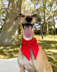 Satin Collar Bow - Cherry