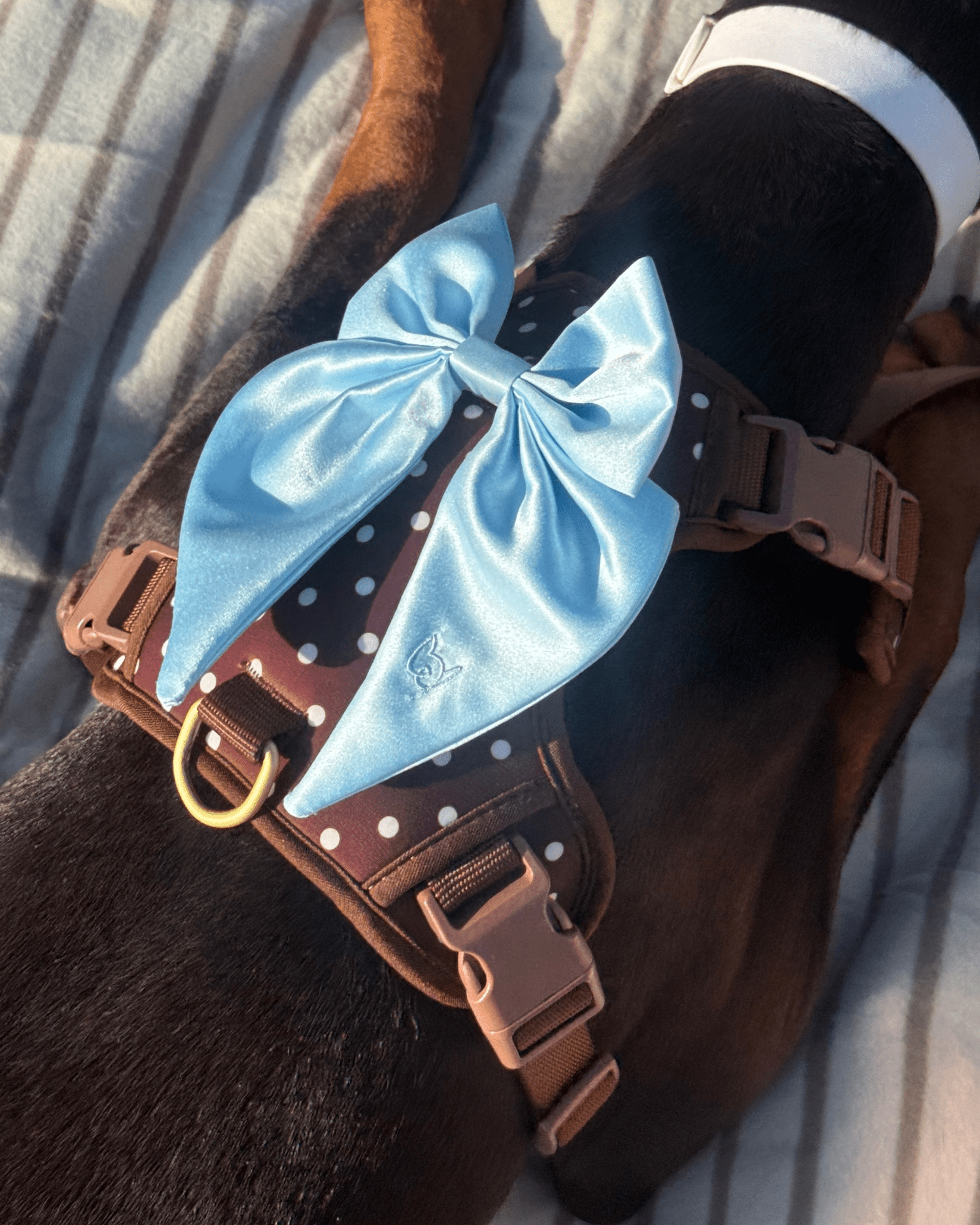 Satin Harness Bow - Sky - FURRY MUSE WAN-HBW-XS-BL