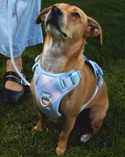 Wander! Bow Harness 2.0 - Seaside Plaid