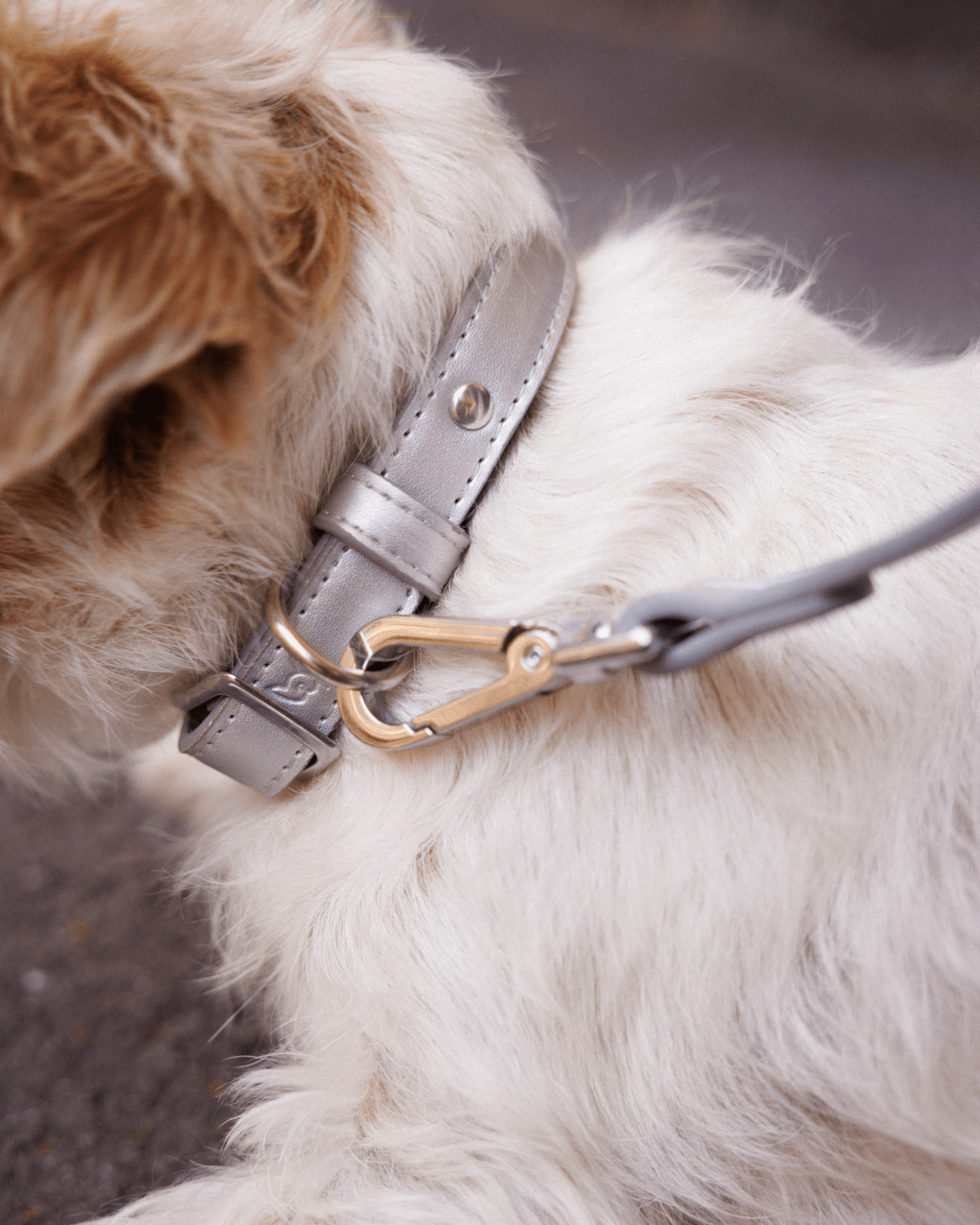 Shine Metallic Leather Collar, Leash, & Poop Bag Pouch Kit - FURRY MUSE SHI - CKIT - S - OL