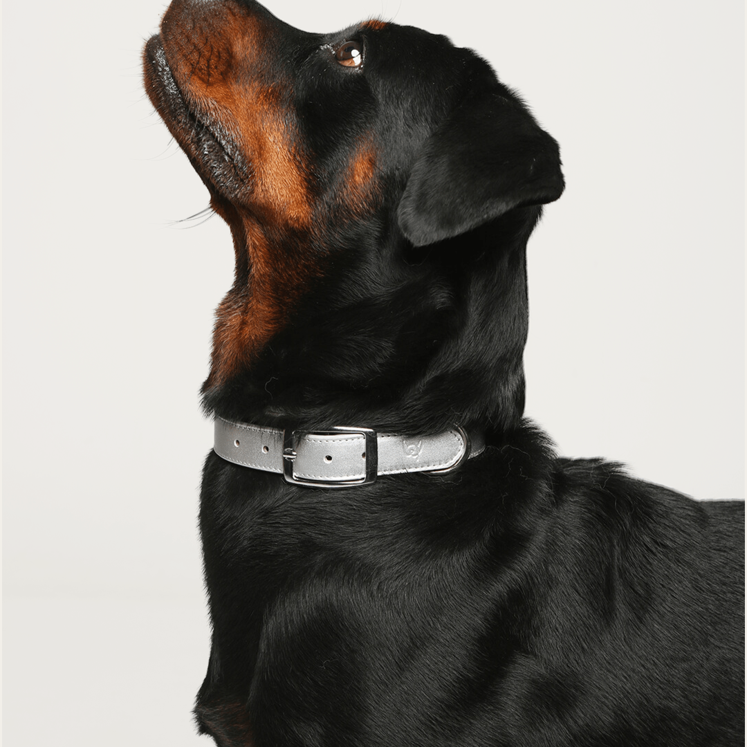 Shine Metallic Vegan Leather Collar - FURRY MUSE SHI - COL - S - SV