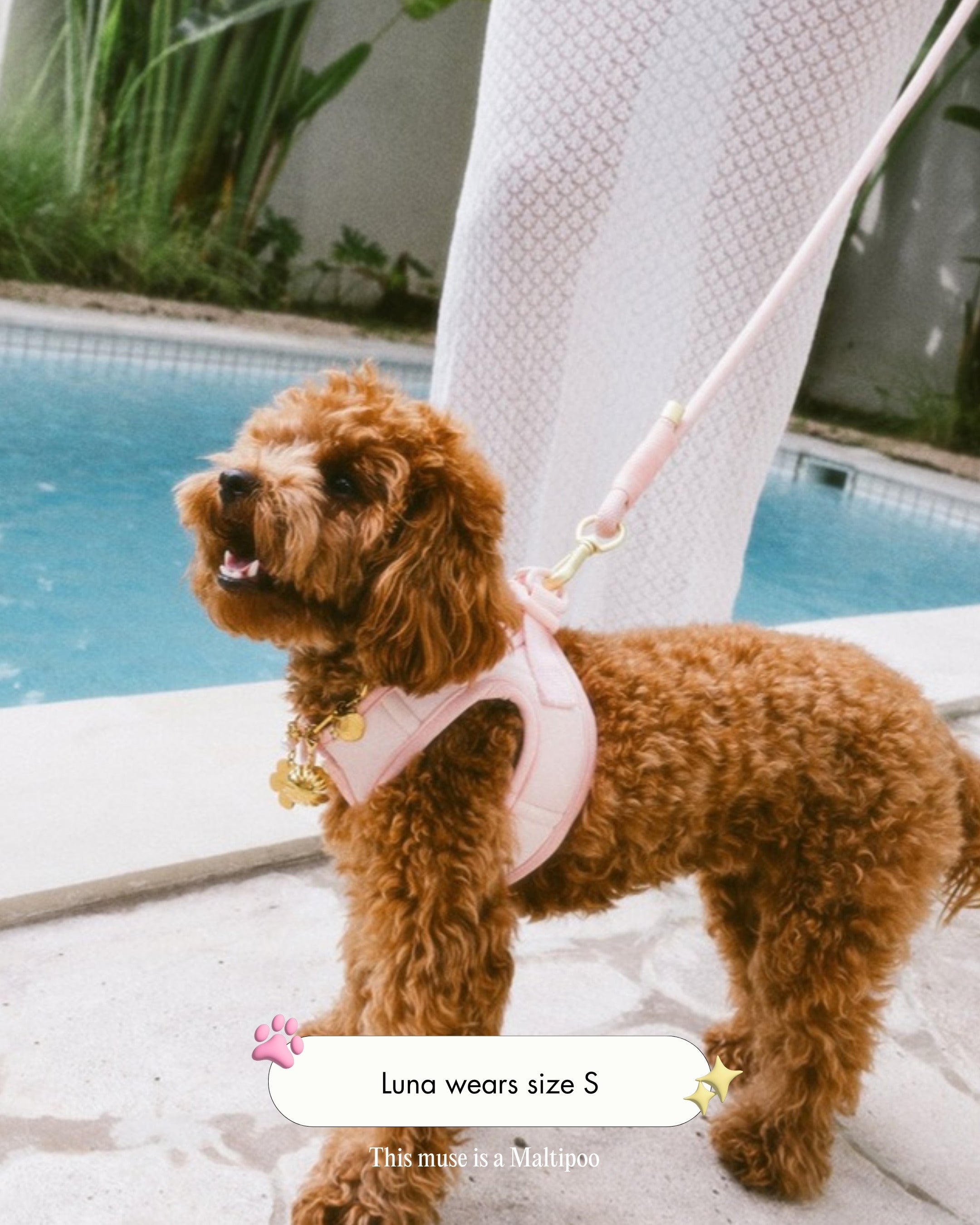 Luna the Maltipoo wearing the Step and Go Harness in Blossom, size S