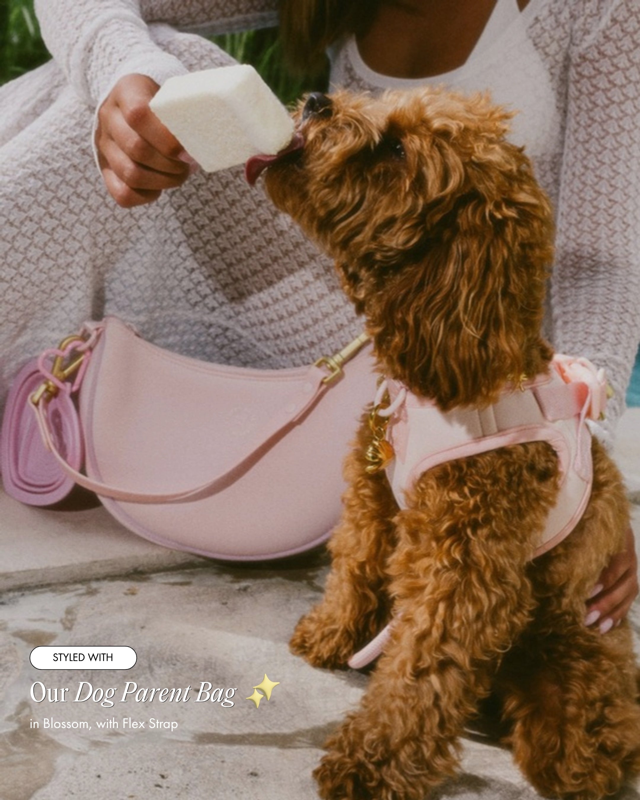 Luna the Maltipoo wearing the Step and Go Harness in Blossom, styled with the Dog Parent Bag in Blossom with Flex Strap