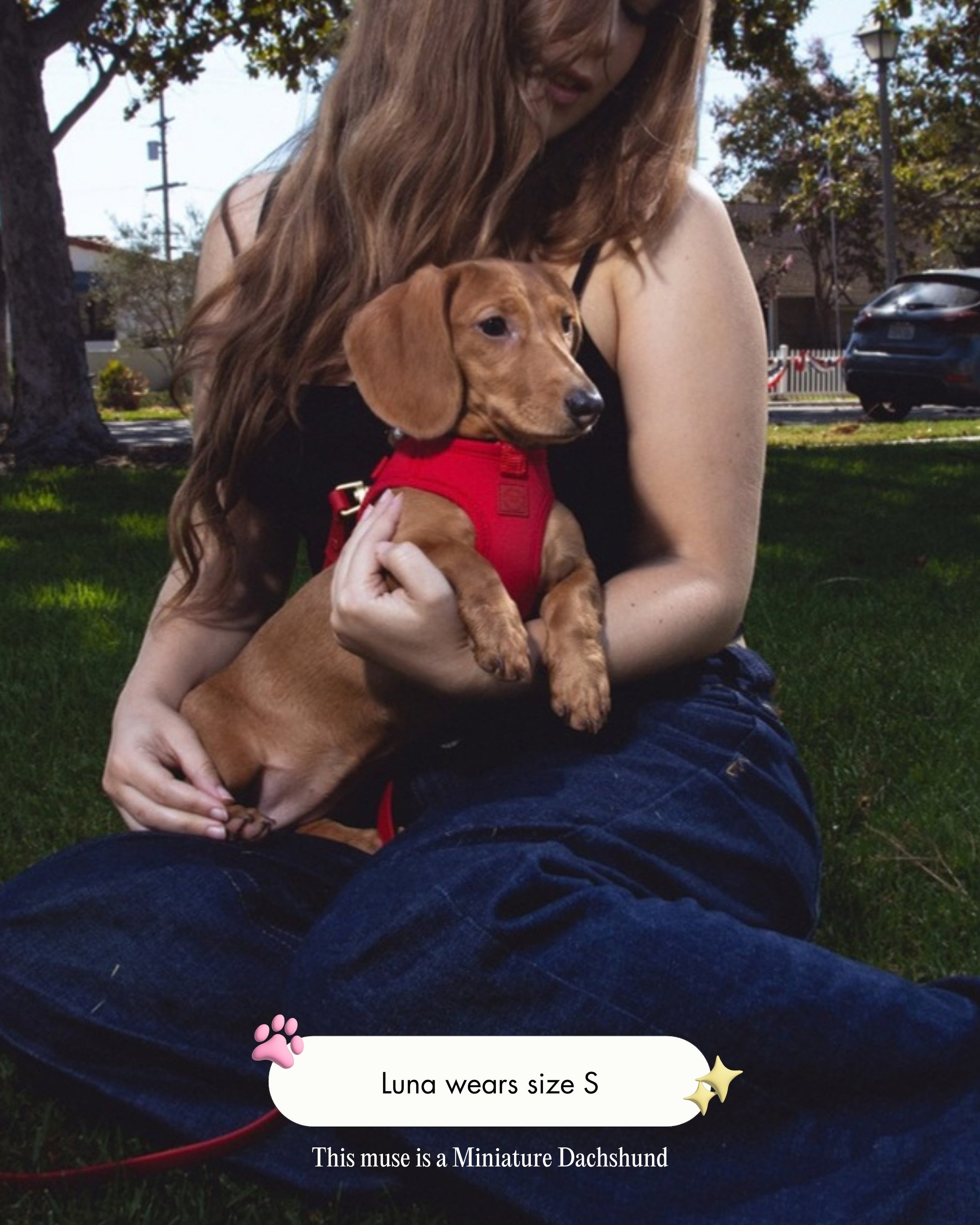 Luna the Miniature Dachshund wearing the Step and Go Harness in Cherry, size S