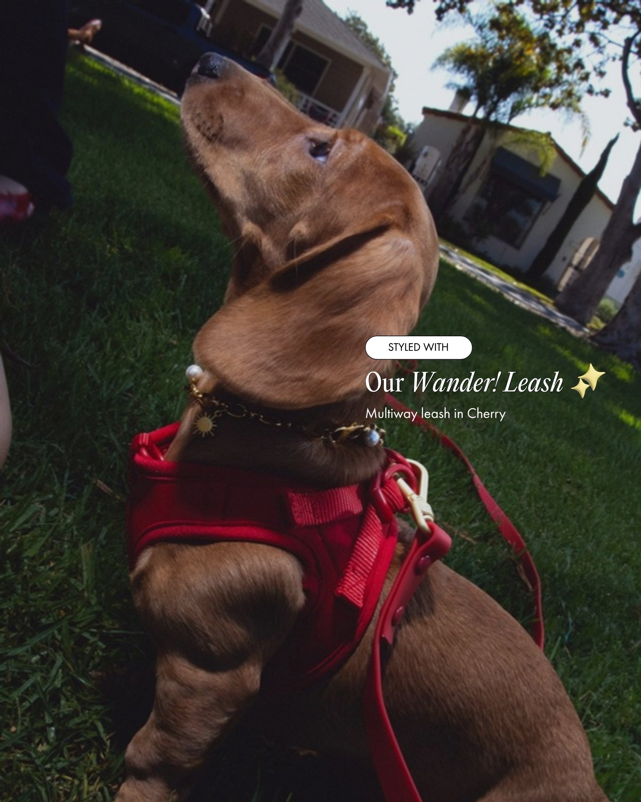 Luna the Miniature Dachshund wearing the Step and Go Harness in Cherry, styled with the Wander! Multiway Leash in Cherry