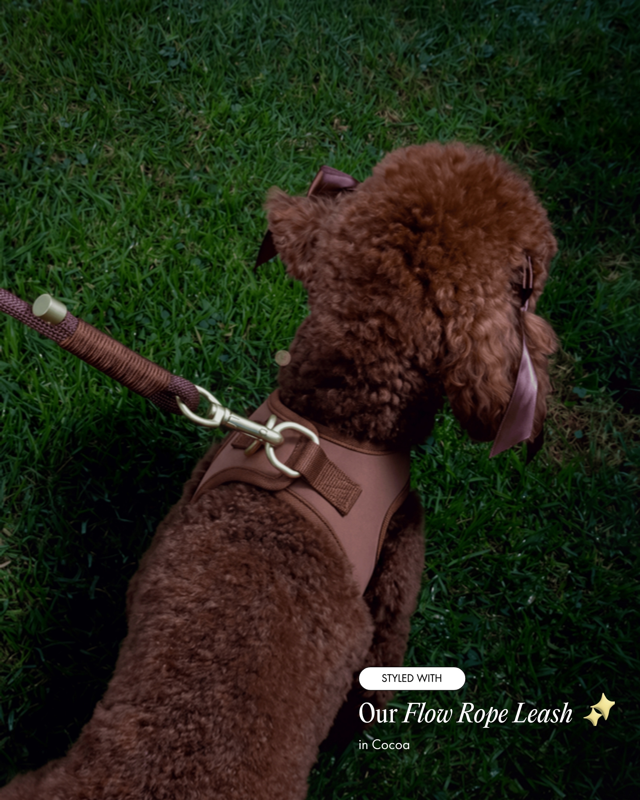 Oso wearing the Step and Go Harness in Cocoa, styled with the Flow Rope Leash in Cocoa