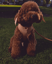 Step and Go Harness - Cocoa - FURRY MUSE VSHAR-XXS-BRN