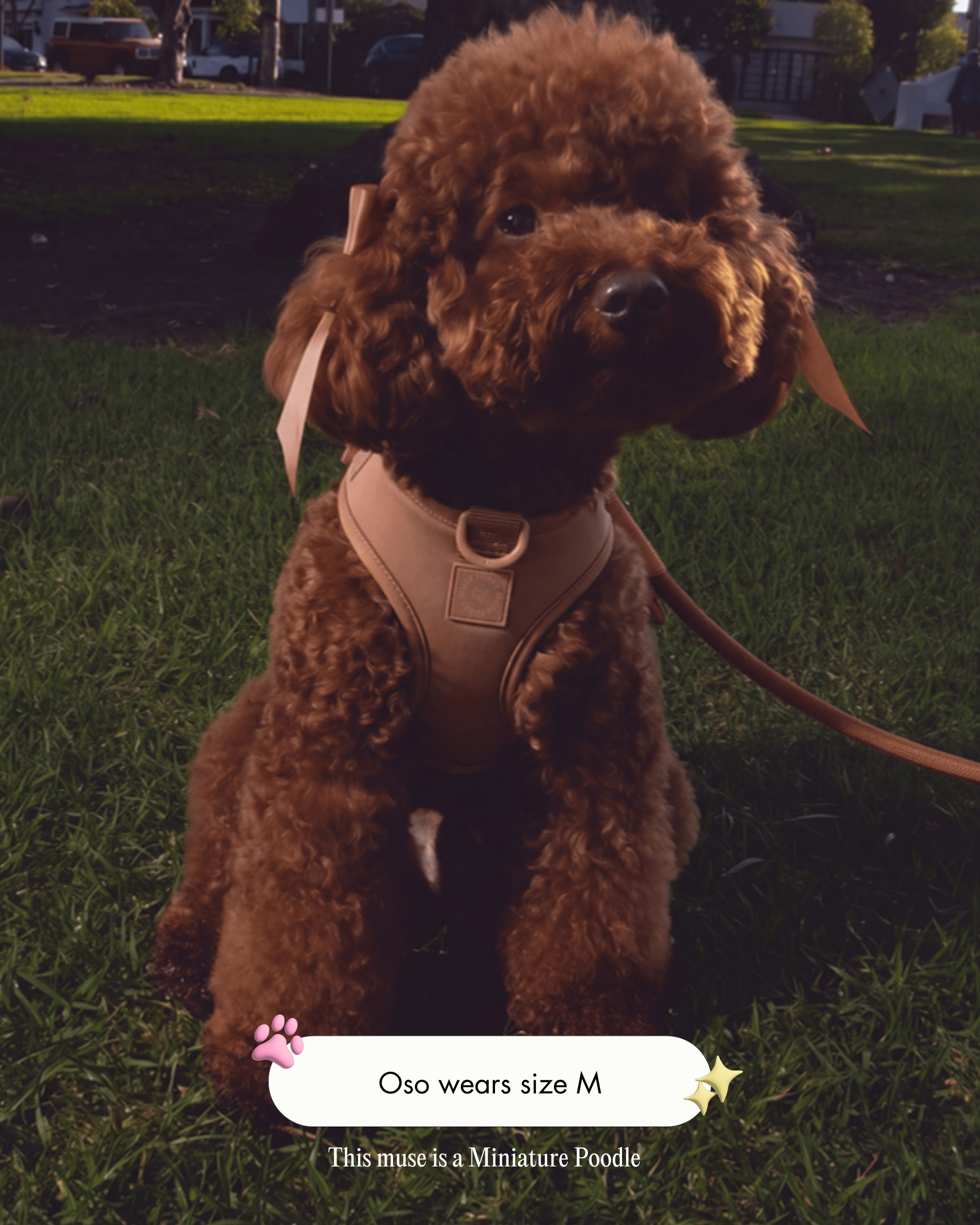 Oso the Miniature Poodle wearing the Step and Go Harness in Cocoa, size M