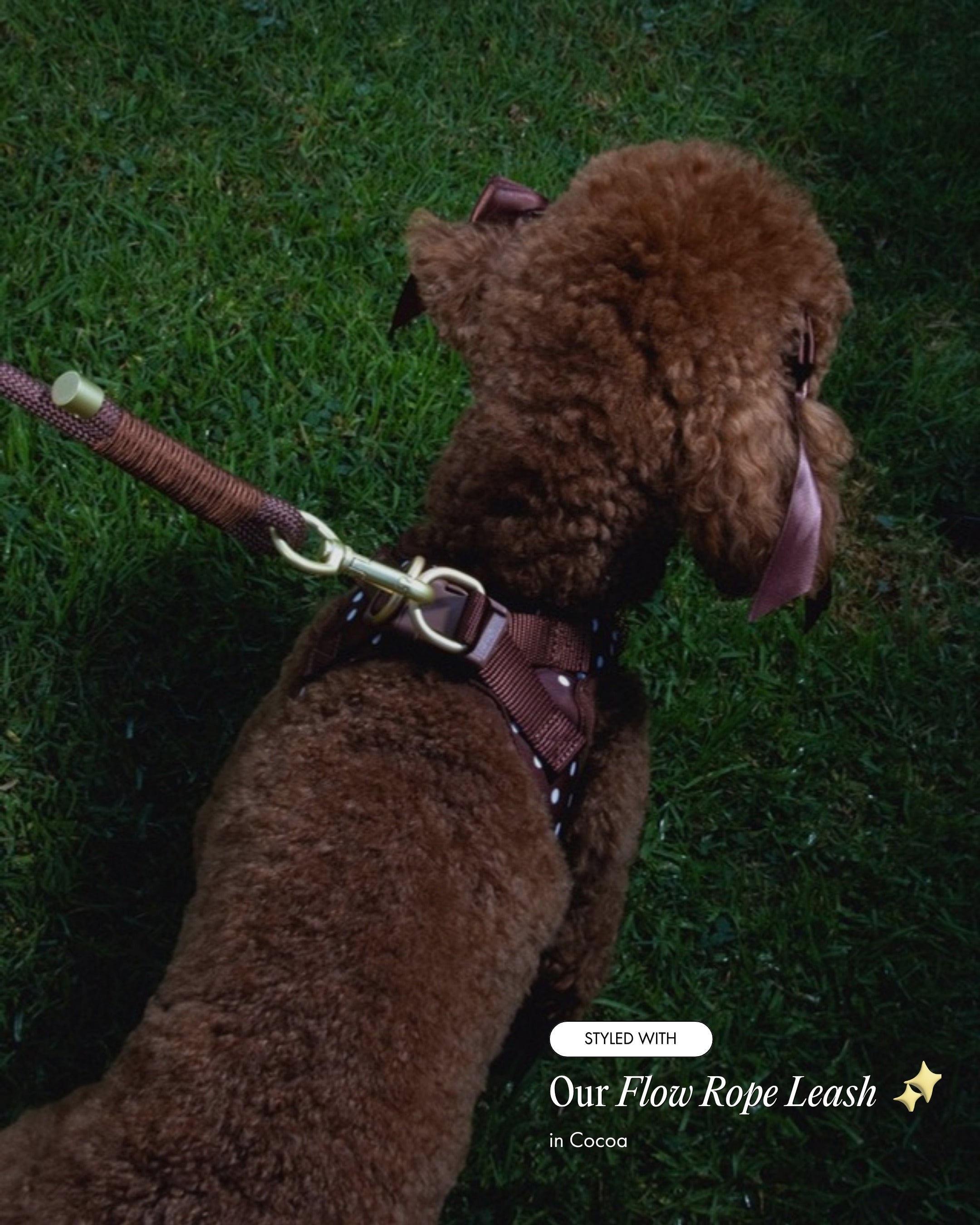 Oso wearing the Step and Go Harness in Cocoa Polka Dot, styled with the Flow Rope Leash in Cocoa
