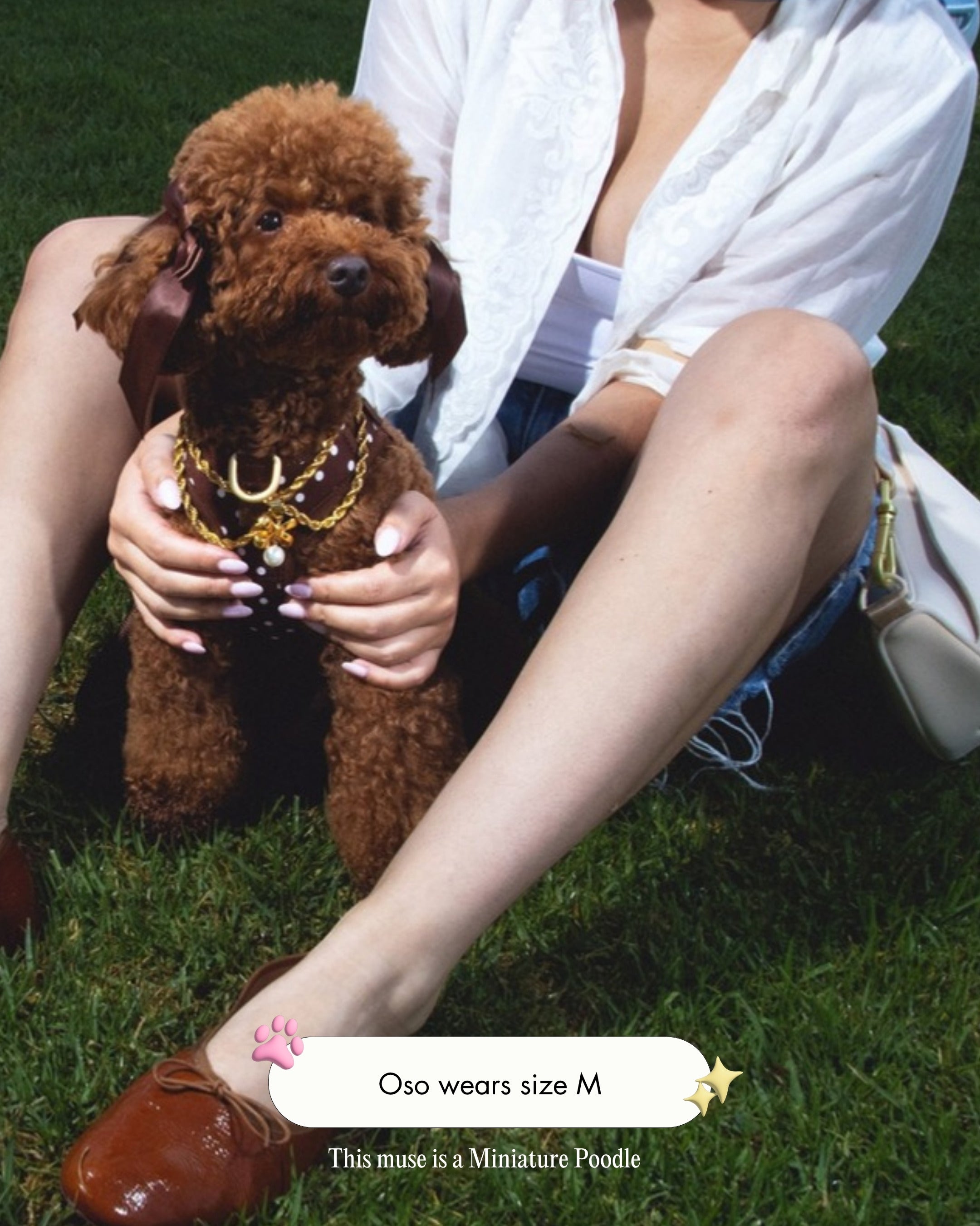 Oso the Miniature Poodle wearing the Step and Go Harness in Cocoa Polka Dot, size M