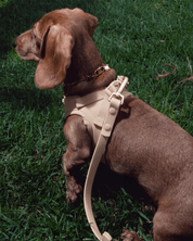 Step and Go Harness - Latte - FURRY MUSE VSHAR-XXS-LBRN