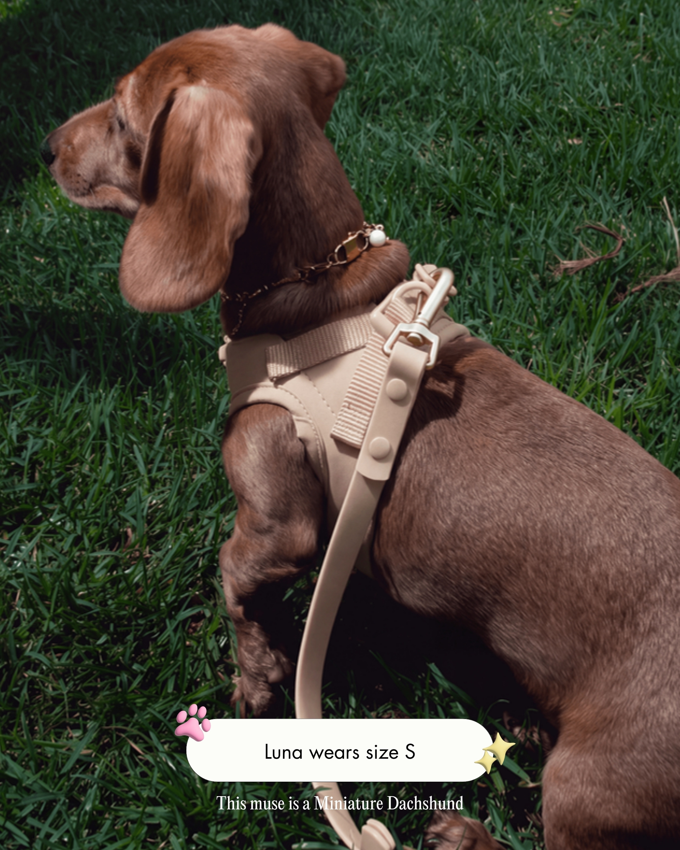 Luna the Miniature Dachshund wearing the Step and Go Harness in Latte, size S