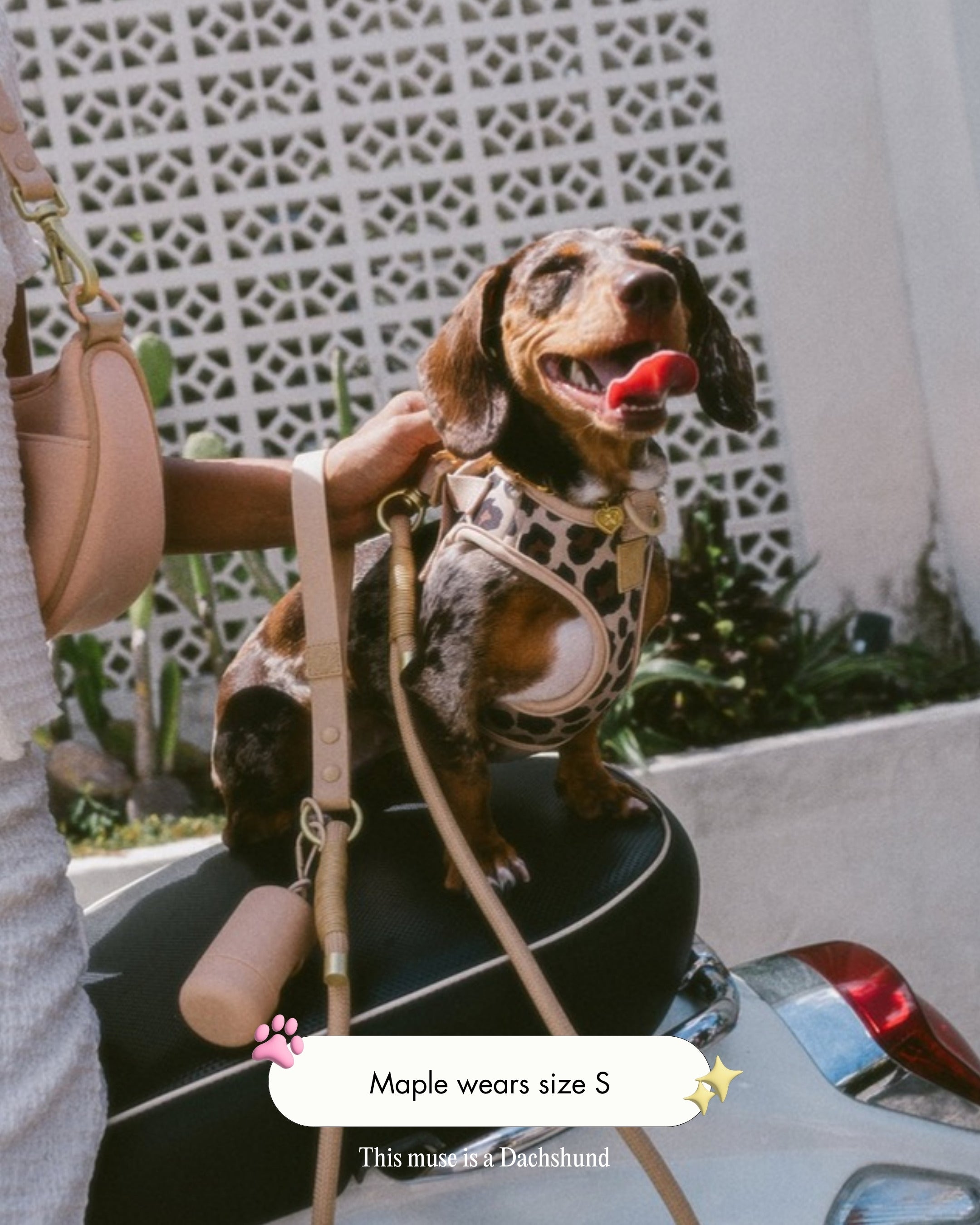 Maple the Dachshund wearing the Step and Go Harness in Latte Leopard, size S