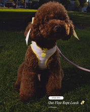 Oso wearing the Step and Go Harness in Lemonade Stripe, styled with the Flow Rope Leash in Blossom