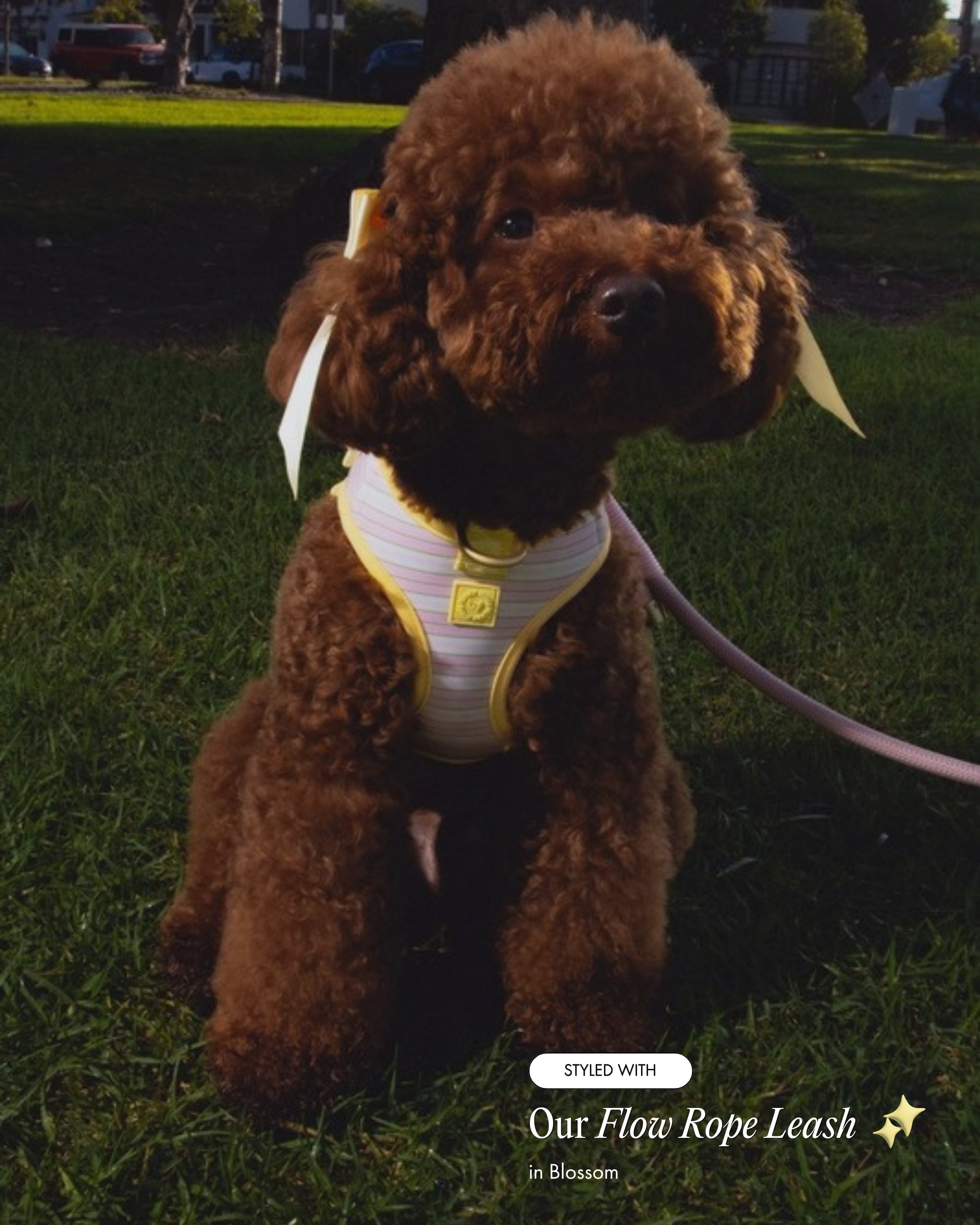 Oso wearing the Step and Go Harness in Lemonade Stripe, styled with the Flow Rope Leash in Blossom