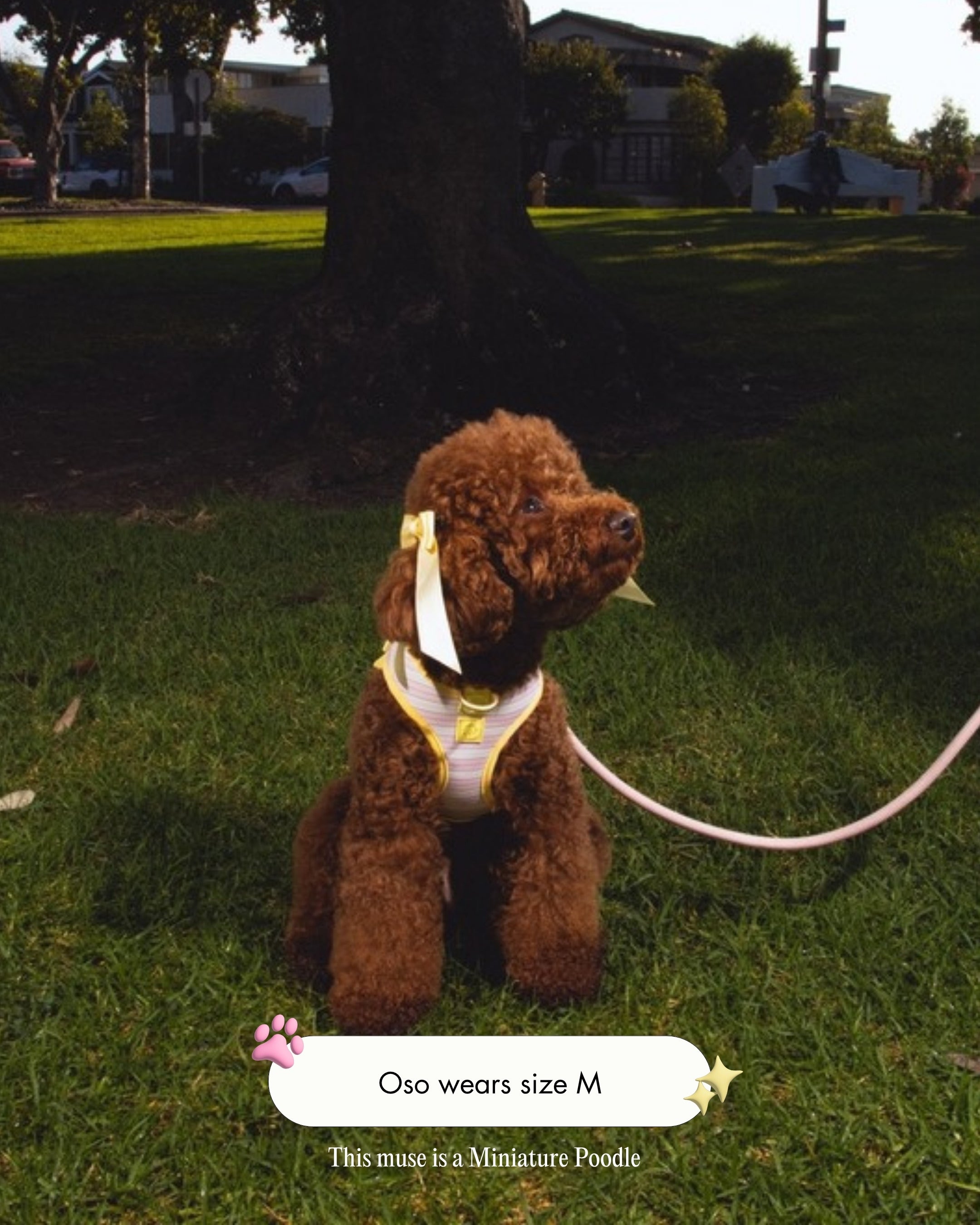 Oso the Miniature Poodle wearing the Step and Go Harness in Lemonade Stripe, size M